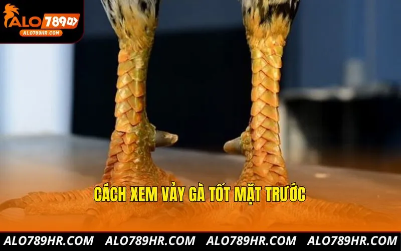 Cách xem vảy gà tốt mặt trước
