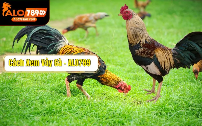 Hướng dẫn cách xem vảy gà - chọn gà chính xác cho kê thủ