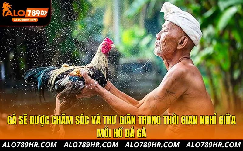 Gà sẽ được chăm sóc và thư giãn trong thời gian nghỉ giữa mỗi hồ đá gà