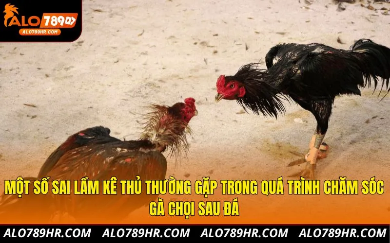 Một số sai lầm kê thủ thường gặp trong quá trình chăm sóc gà chọi sau đá