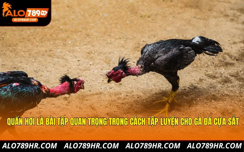 Quần hơi là bài tập quan trọng trong cách tập luyện cho gà đá cựa sắt
