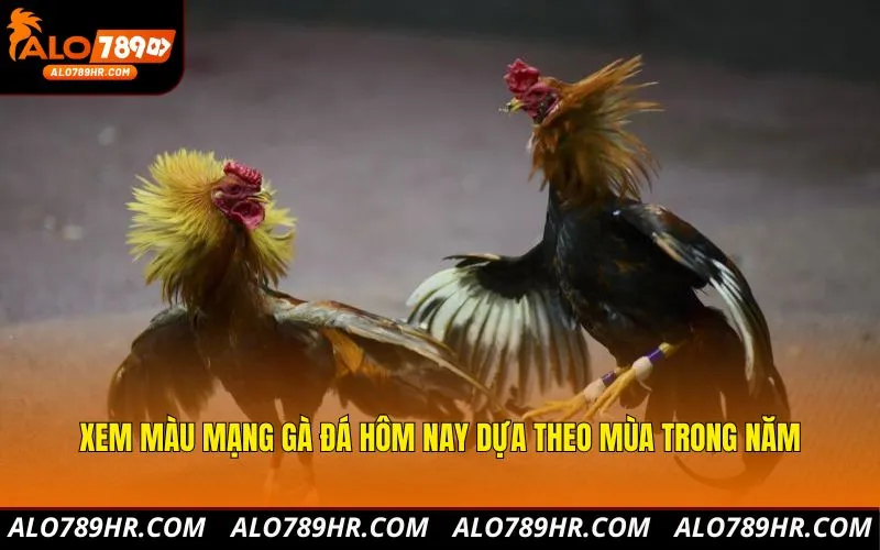 Xem màu mạng gà đá hôm nay dựa theo mùa trong năm